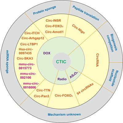 Emerging roles of circular RNAs in cancer therapy-induced cardiotoxicity